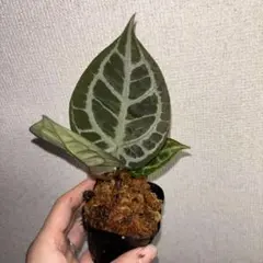 Anthurium Angel’s Dream × RC（rift vein） — image 1
