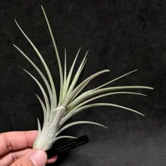 【タグ付】チランジア オッドボール — image 1