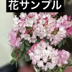 シャクナゲ、花済み、希少ユメジ八重咲きグラデーションホワイトピンクダンボール発送 — image 1