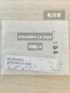 シムランス　ラジョヤ　ラホヤ　simulans La Joya　ケーレス　種子 — image 1