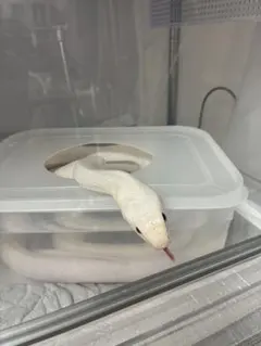 白蛇の抜け殻 — image 1