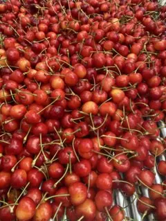 山形県産さくらんぼ　700g 紅秀峰 — image 1