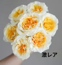 user_c3437cf5様 リクエスト 2点 まとめ商品 — image 1