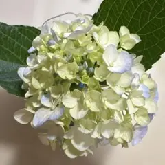 またたび様専用出品 — image 1