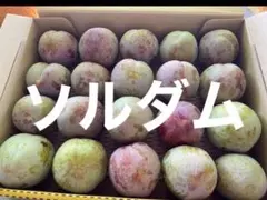 山梨県 プラム — image 1