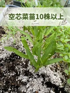 【10株以上】夏野菜の定番！空芯菜苗 ポットごと発送 匿名配送 — image 1