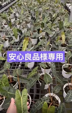 【安心良品様専用】 — image 1