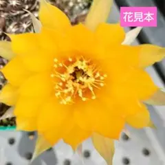花サボテン♥ロビビア♥橙♥抜き苗♥花芽付き — image 1