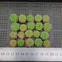 多肉植物 20個 2026-0623-MLJP-038 クィーンHyb — image 1