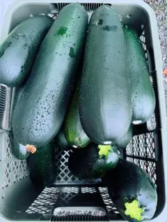 ②びっくり特大！栃木県産ズッキーニ 約５kg 栽培期間中農薬不使用 — image 1