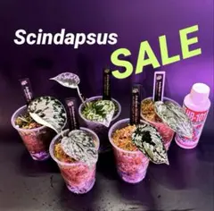 スキンダプサス　SALE B4 — image 1