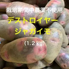 栽培期間中農薬不使用　ジャガイモ　デストロイヤー（約1.２kg） — image 1