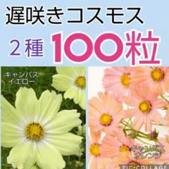 Uo^ェ^oU様 リクエスト 2点 まとめ商品 — image 1