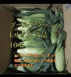 7/3発送分5ゴールドラッシュLサイズA品13本〜16本 — image 1