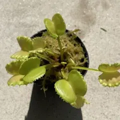 D5ワーウルフ系実生werewolf seedingハエトリソウ 食虫植物鉢ごと — image 1