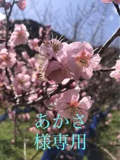 あかさ様専用 — image 1
