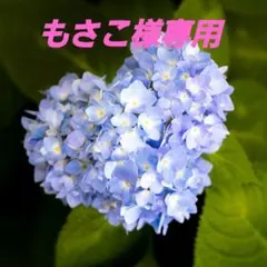 もさこ様専用 — image 1