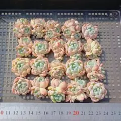 多肉植物 20個 2026-0616-MLJP-030 ホータンジェイド — image 1