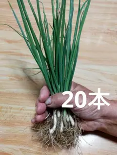九条ねぎの苗　２０本 — image 1