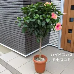 鉢花　ハイビスカス　ミセスユミ　スタンド仕立て　ねじり仕立て ８号鉢 — image 1