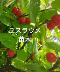ユスラウメ・無農薬・実生育ち — image 1