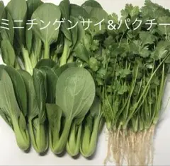 ミニ青梗菜とパクチーのセット — image 1