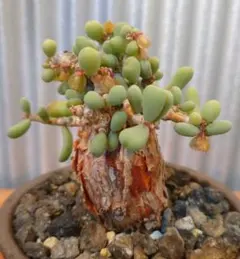 ケラリアピグマエア 種子 10粒＋α 6月19日 採取 塊根植物 — image 1