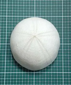 ふっくらした特徴的なウニ ウニ殻標本(Conolampas diomedeae) — image 1
