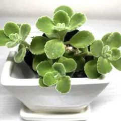 【匿名配送】アロマティカス　発根済　1株　このお写真の苗 — image 1