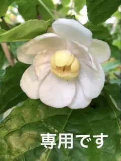 はなこ様ご専用ナツロウバイ同梱 — image 1