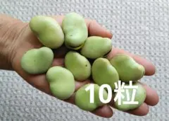 ジャンボそら豆の種　１０粒 — image 1