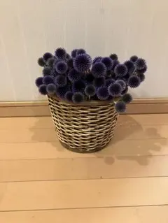 ルリタマアザミ — image 1