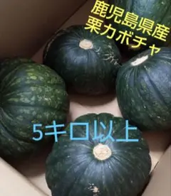 2番果訳あり鹿児島県産栗カボチャ5キロ以上 — image 1