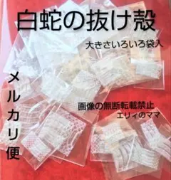 白蛇抜け殻　　蛇の抜け殻　大きさいろいろ袋入　２０枚 — image 1