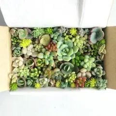 多肉植物　カット苗　25種類以上詰め合わせ　小箱セット　メルカリ便 — image 1