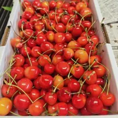 J　加工用？　紅秀峰　１ｋｇ — image 1