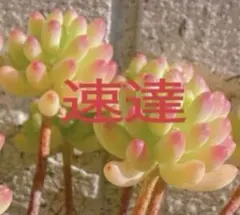 えびあ様 リクエスト 2点 まとめ商品 — image 1