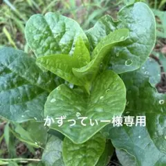 かずってぃー様専用 — image 1