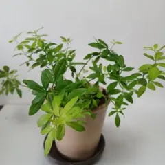メル95977様2点割引 — image 1