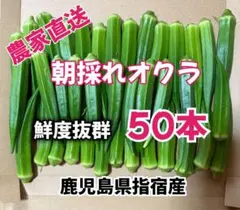 【訳あり】鹿児島県指宿産　朝採れオクラ50本　混合品 — image 1