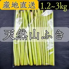【即日発送】新鮮 産地直送 蕗 ふき 大容量!! — image 1
