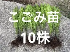 capri様 リクエスト 2点 まとめ商品 — image 1