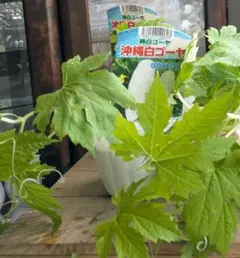 つくし様 — image 1