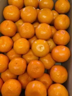 高知県産山北ミカン、即購入OK — image 1