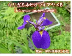 キリガミネヒオウギアヤメB　抜苗1本 — image 1
