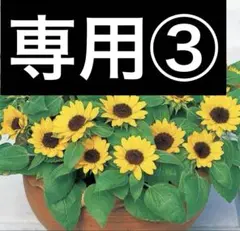 専用3 — image 1