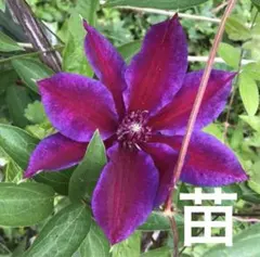 クレマチス　挿し木苗　１本＋１本おまけ — image 1