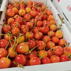 R　加工用　紅秀峰　画像が現物　１ｋｇ — image 1