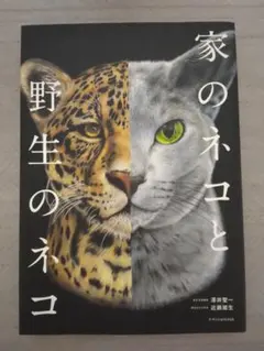 家のネコと野生のネコ　猫科　写真集　本 — image 1