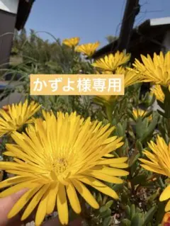 かずよ様専用 — image 1